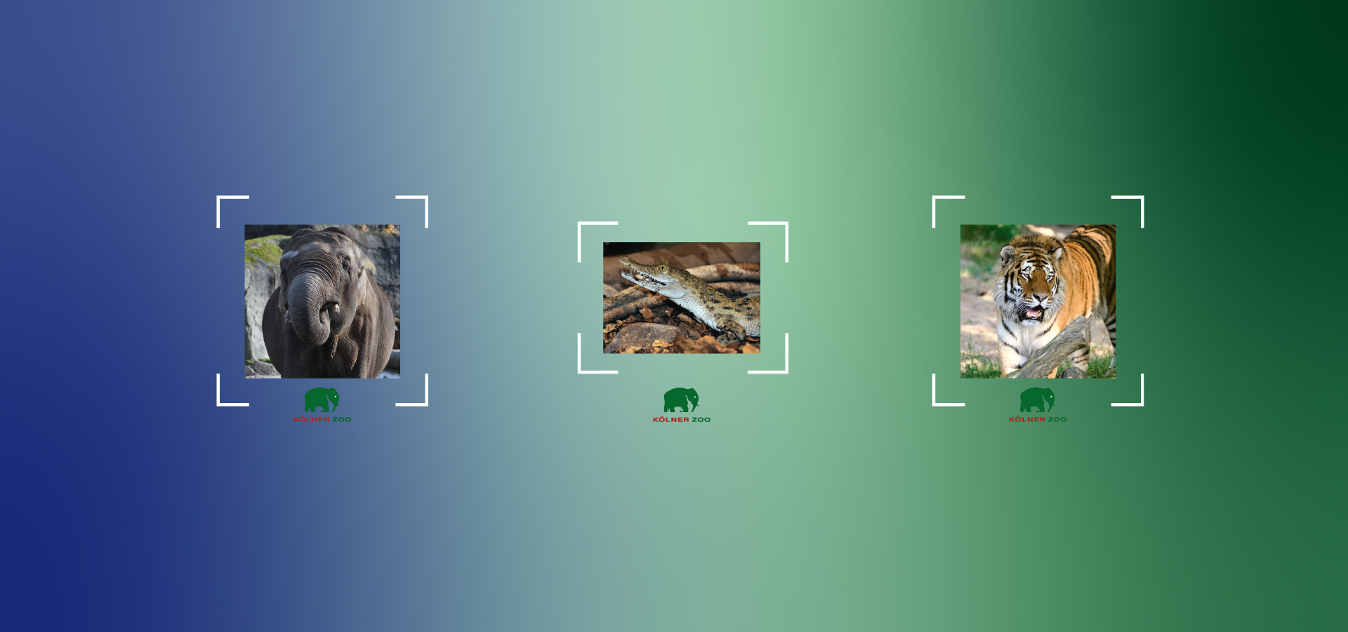 AR/TENSCHUTZ Lenses Koelner Zoo